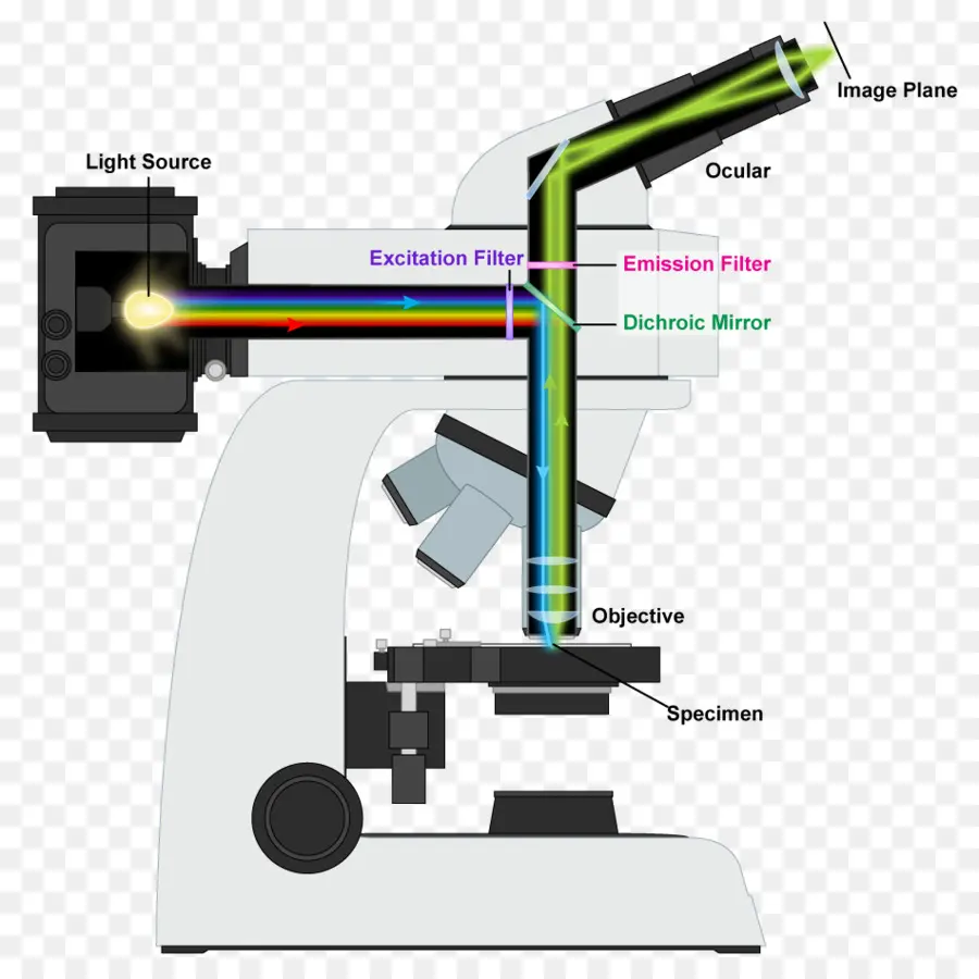 La Luz，Microscopio PNG