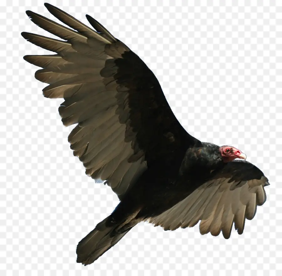 Buitre De Turquía，Pájaro PNG
