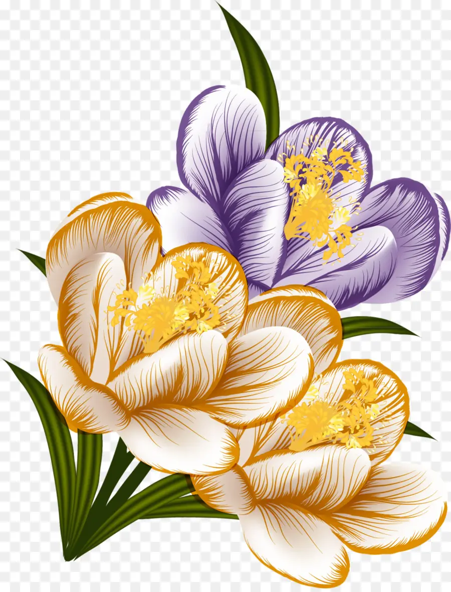 Flor，Crocus PNG