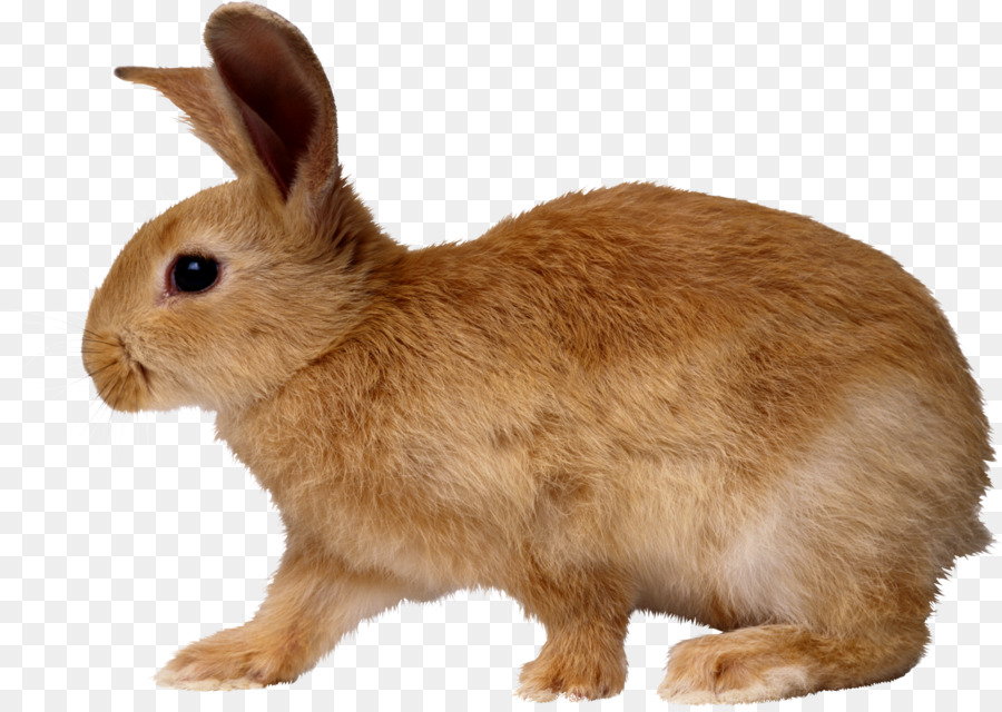 Conejo Europeo，Nacionales De Conejo PNG