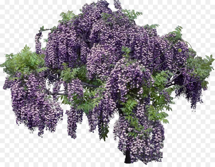 Glicina，Flores Moradas PNG