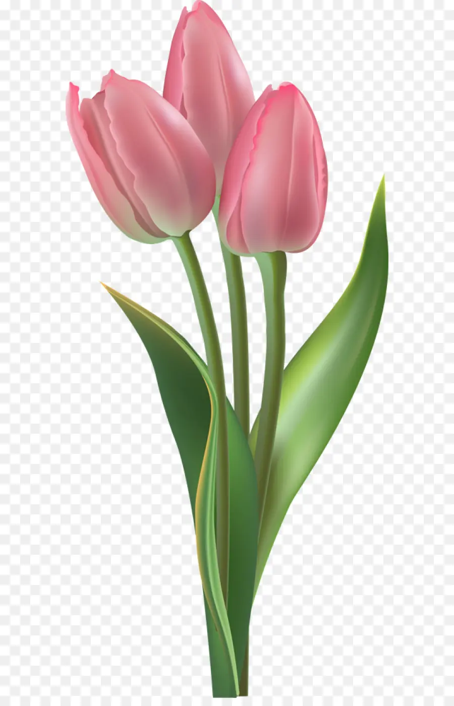 Tulipanes Rosados，Ramo PNG