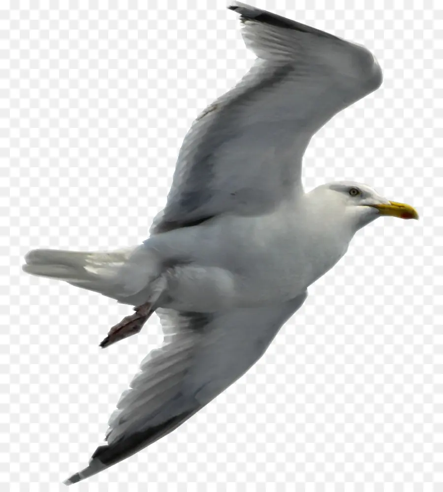 Gaviota，Alas PNG