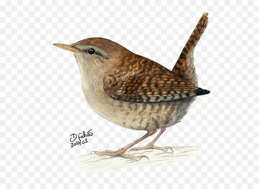 Wren，Pájaro PNG