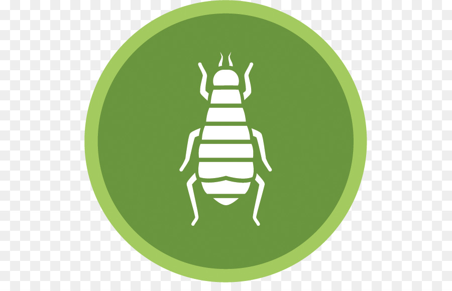 Icono De Insecto，Insecto PNG