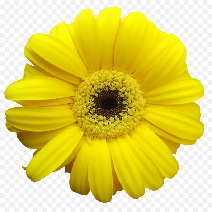 Amarillo，Común Daisy PNG