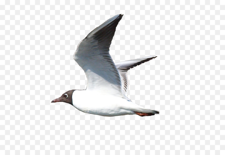 Gaviota，Vuelo PNG