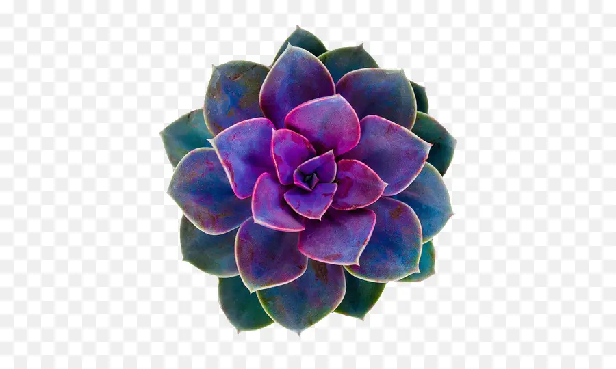 Cactus Y Suculentas，Planta Suculenta PNG