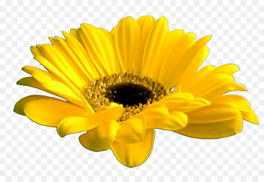 Flor，Común Daisy PNG