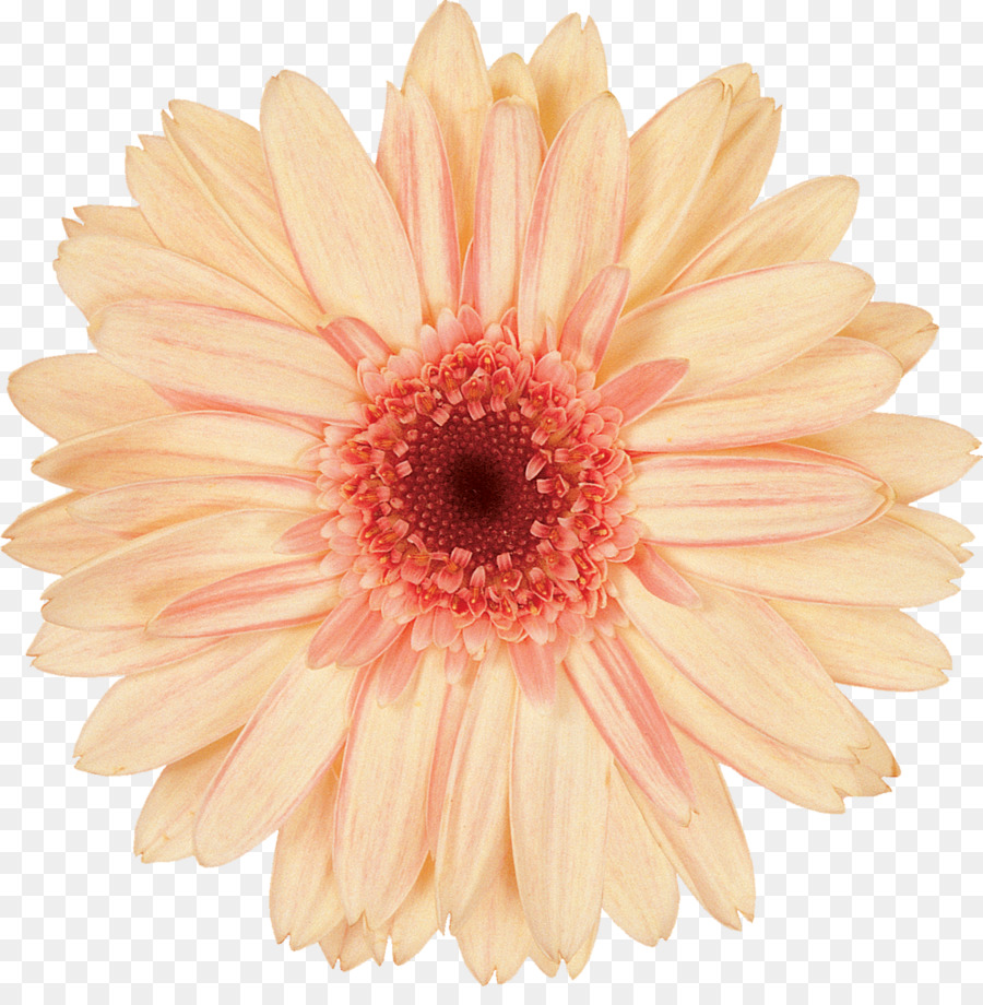 Daisy Familia，Transvaal Daisy PNG