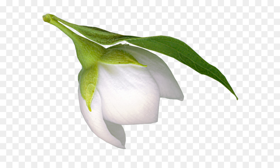 Flor De Campanilla Blanca，Planta PNG