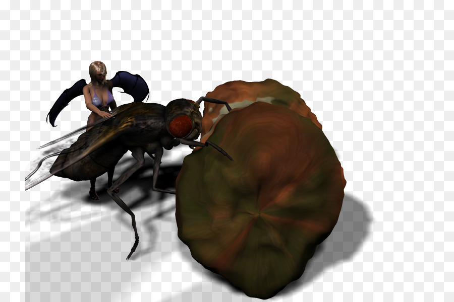 Insecto，Decapoda PNG