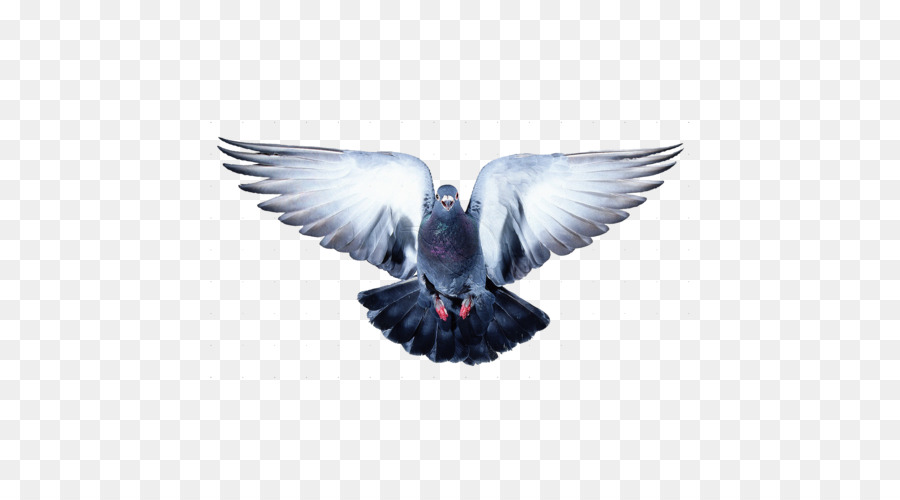 Paloma，Vuelo PNG