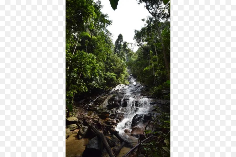 Cascada Del Bosque，Cascada PNG