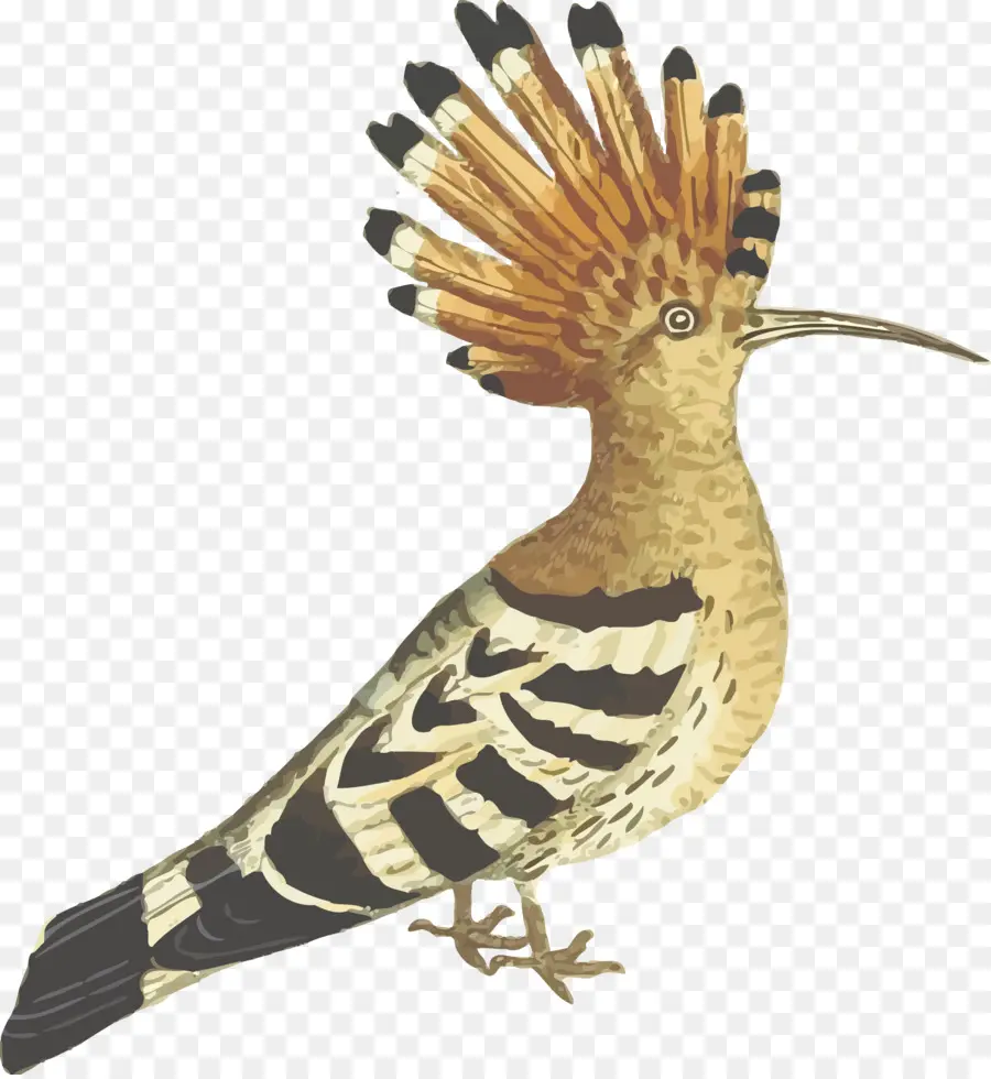 Pájaro，Abubilla PNG