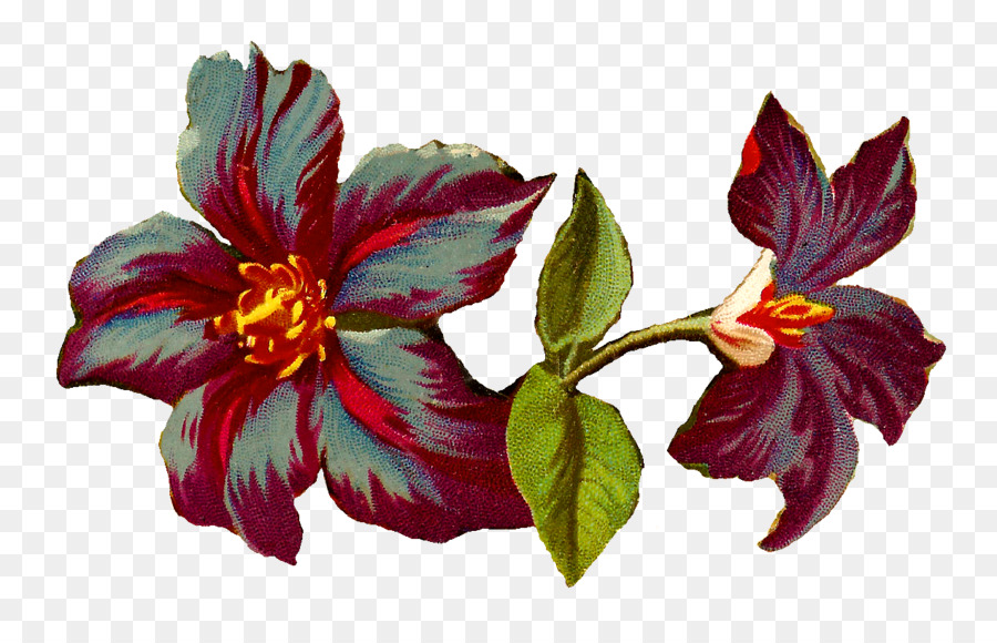 Clematis Jackmanii，Flor PNG