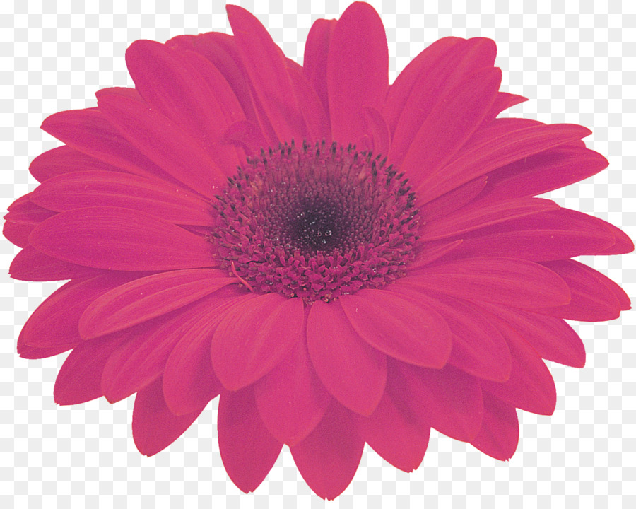 Transvaal Daisy，Flor PNG