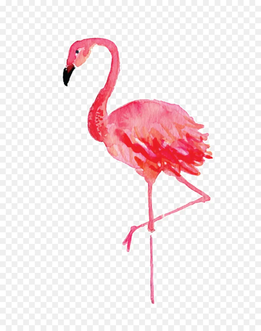 En Stephenville，Flamingo PNG