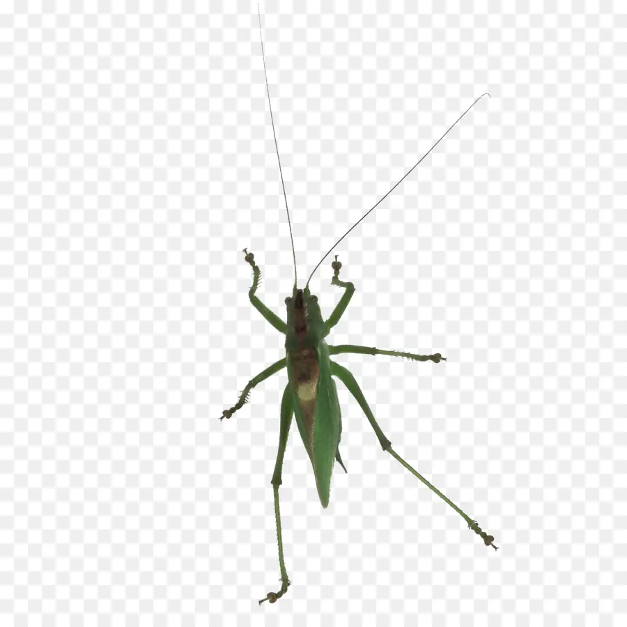 Insecto Verde，Antenas PNG