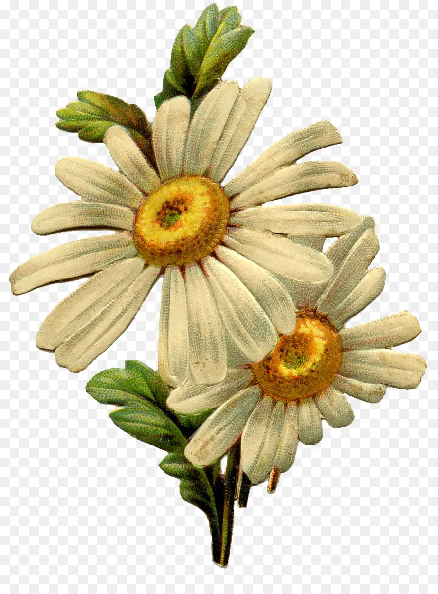 Común Daisy，La Ropa Vintage PNG