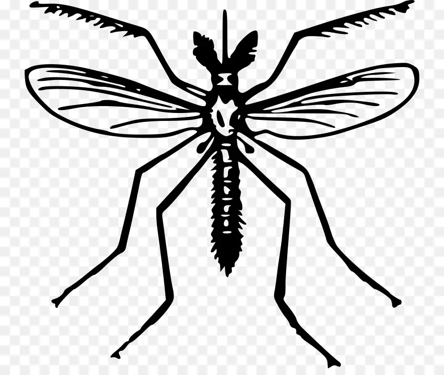 Mosquito，Bicho PNG