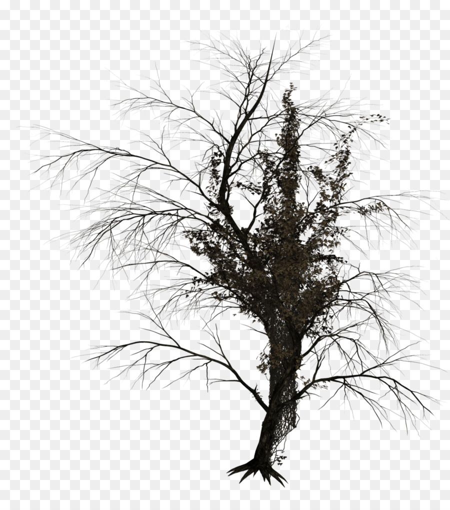 árbol，La Fotografía PNG