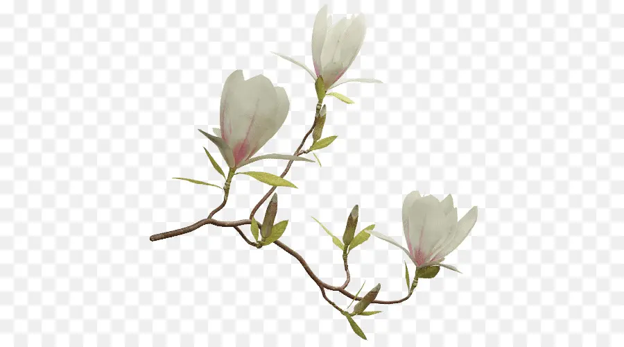 La Floración De La Planta，Chino Magnolia PNG