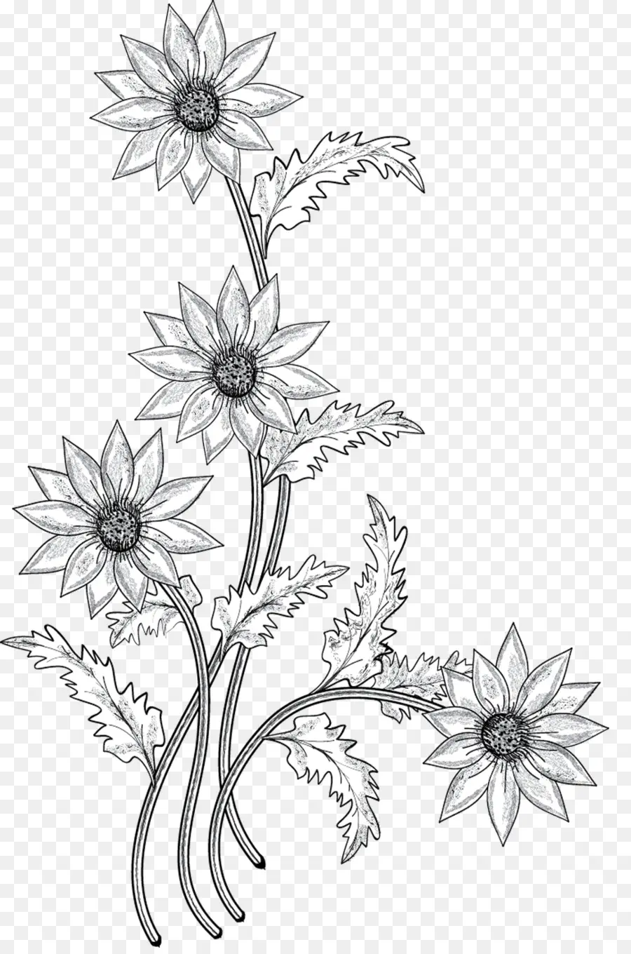 Dibujo De Flores，Dibujo PNG