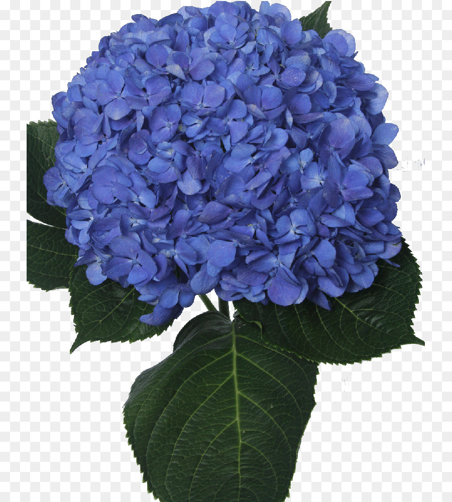 Hortensia，Azul PNG