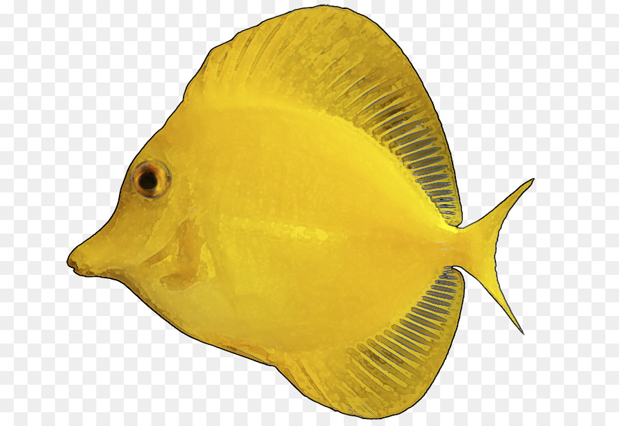 Yellow Tang，Los Peces PNG