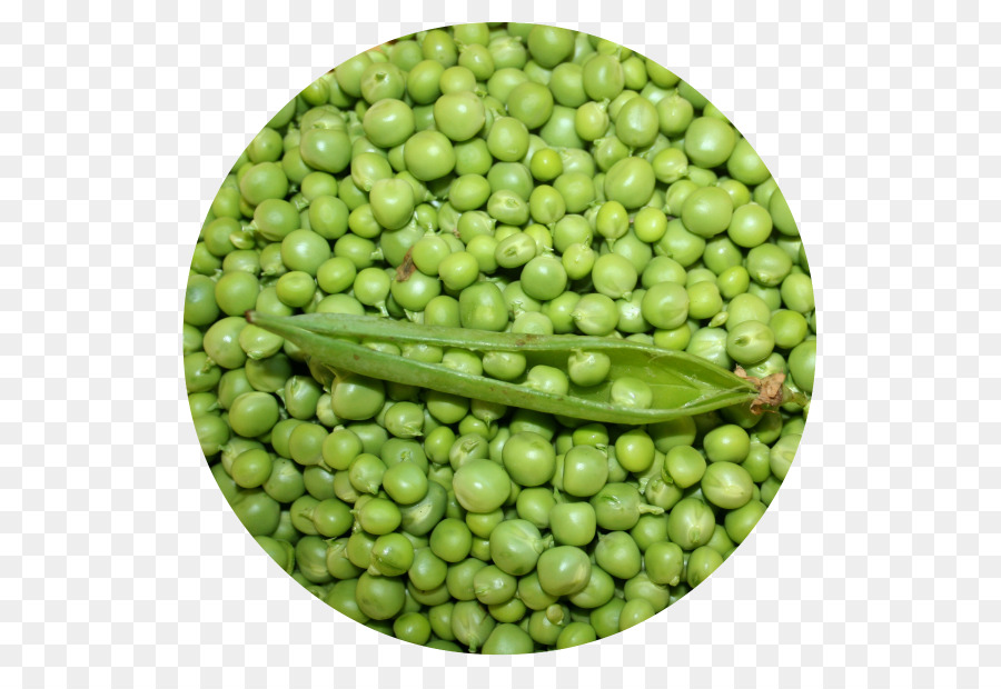 Lima Bean，Cocina Vegetariana PNG