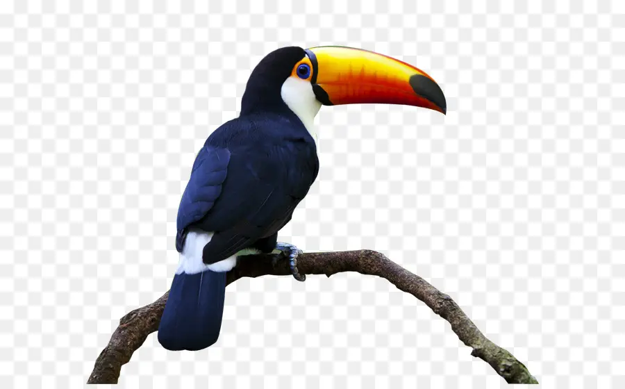 Pájaro，Keelbilled Tucán PNG