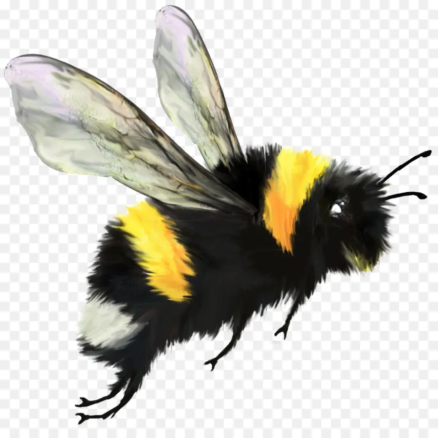 Abeja，Insecto PNG