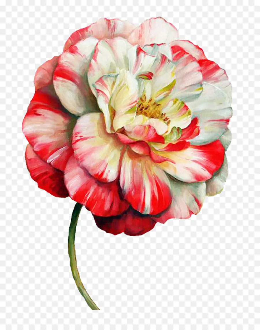 Flor，Papel PNG