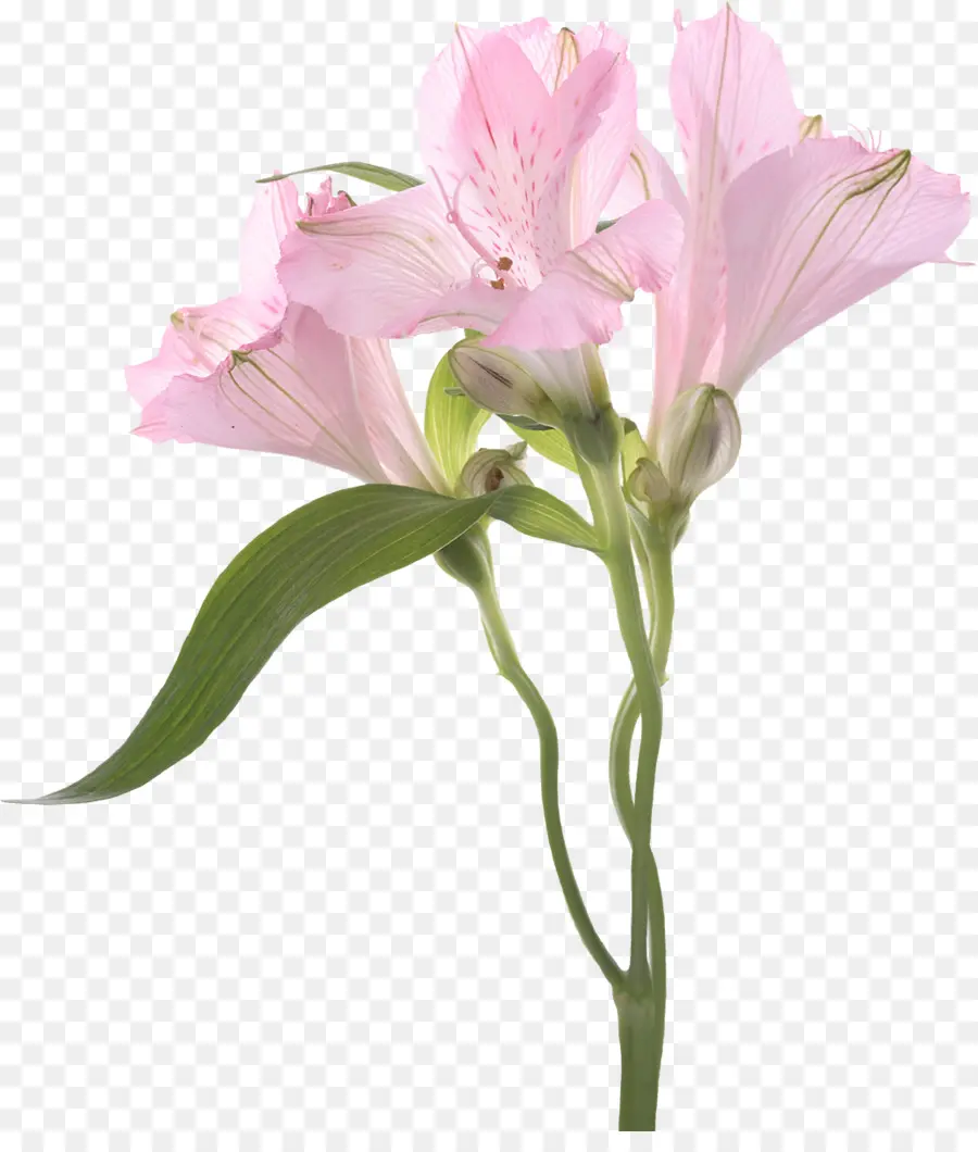 Flor Rosa，Planta PNG