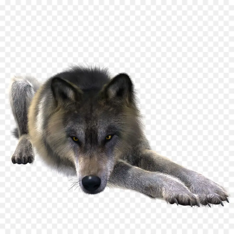 Perro De Groenlandia，Coyote PNG