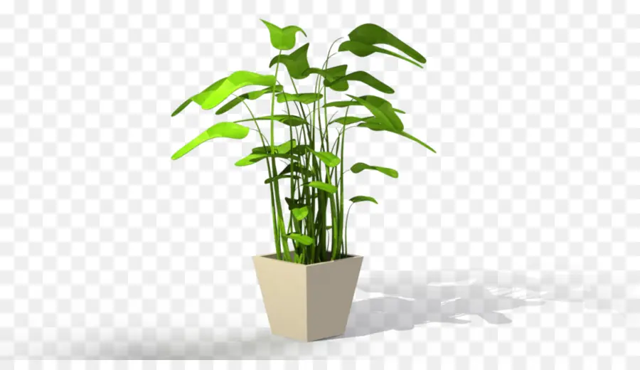 Planta，Maceta PNG