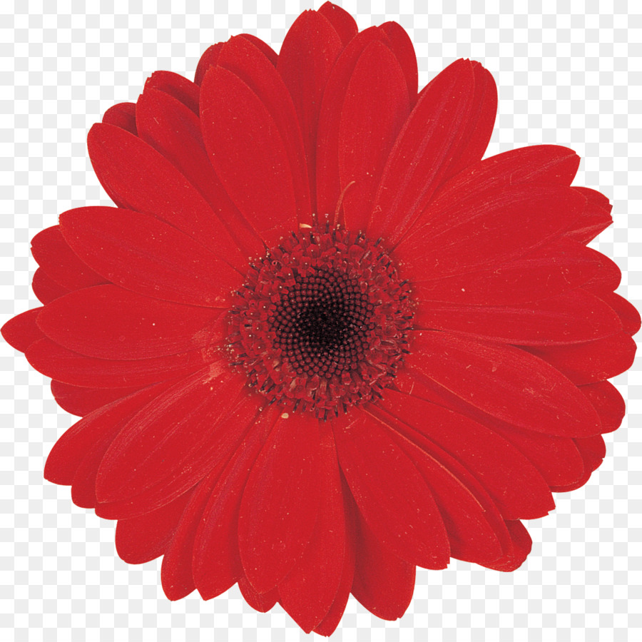 Papel，Flor PNG