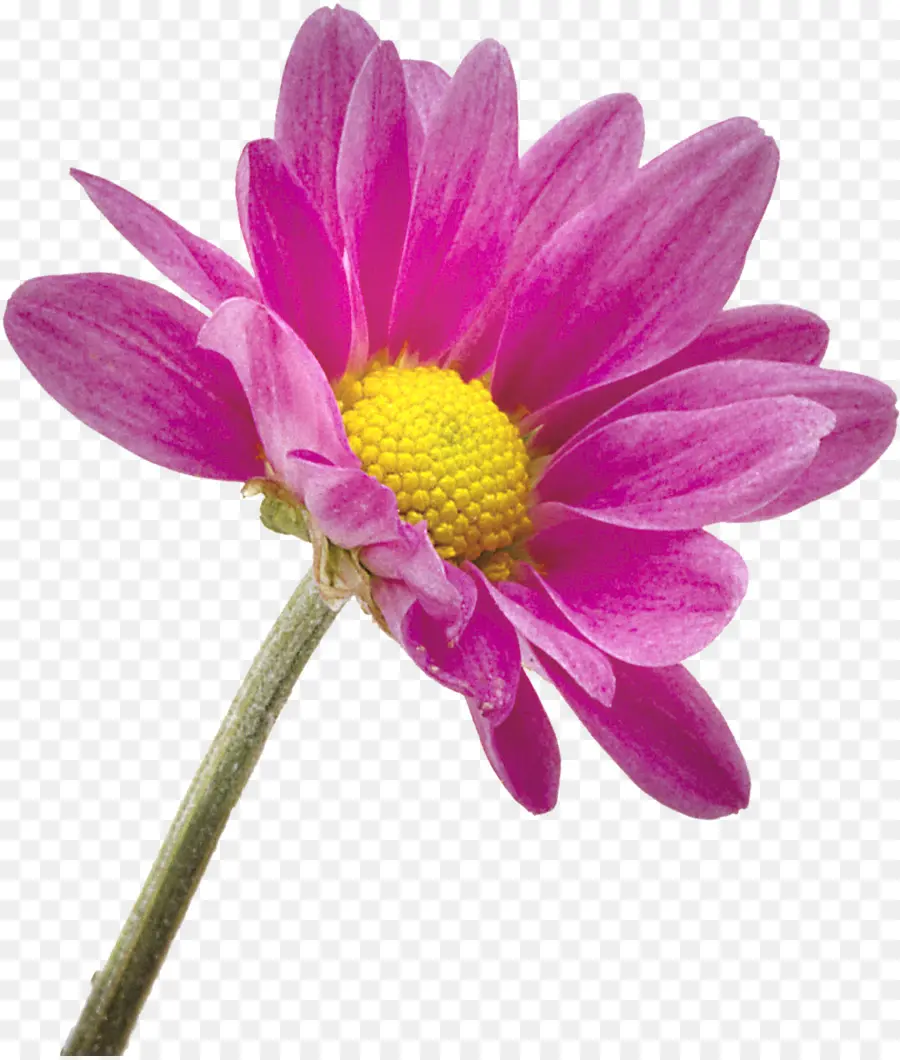 Flor，Transvaal Daisy PNG