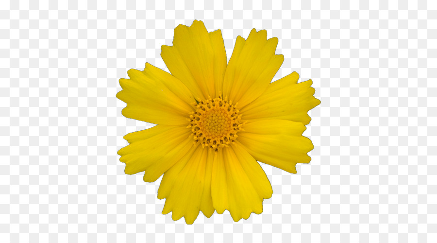 Transvaal Daisy，Amarillo PNG