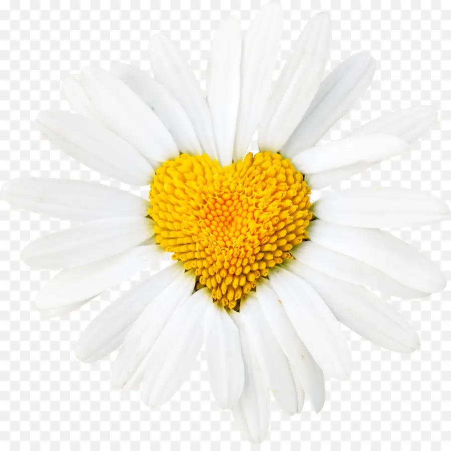 Común Daisy，Margarita PNG