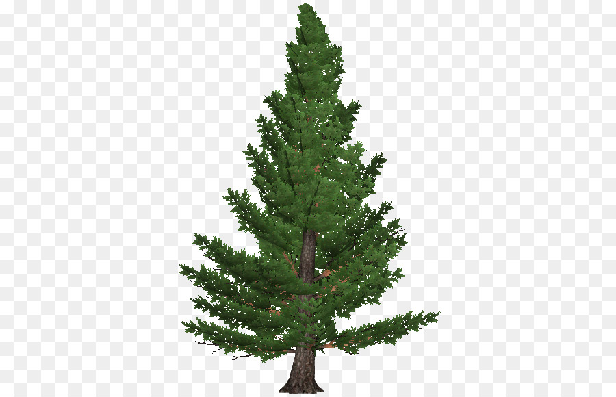 Árbol，Pino PNG