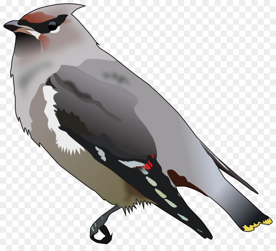 Bohemio Waxwing，Cedro Waxwing PNG