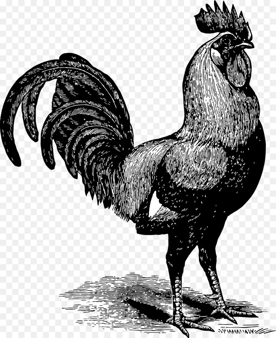 Gallo，Pollo PNG