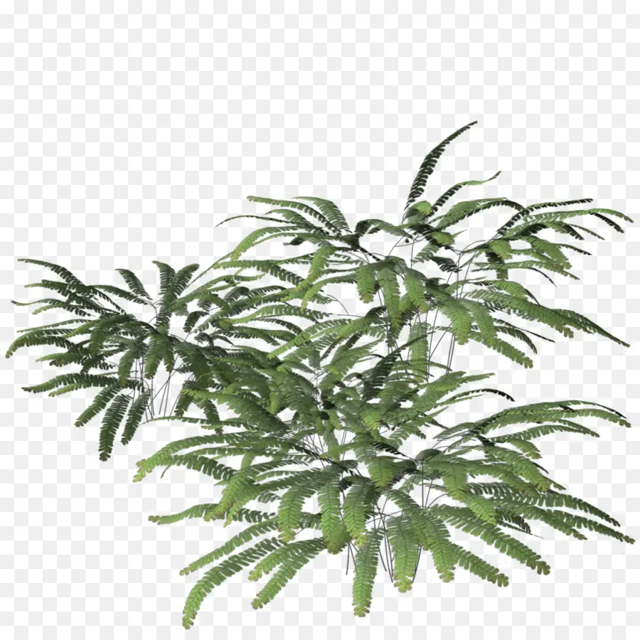 Planta，Fern PNG