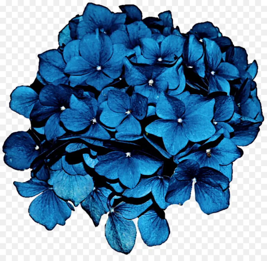 Flores Azules，Hortensia PNG