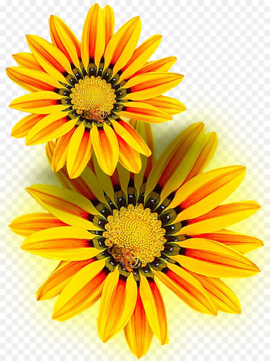 Girasol，Flor PNG