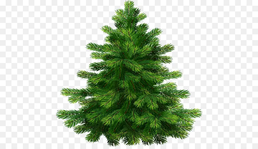 Noble Fir，Pino PNG