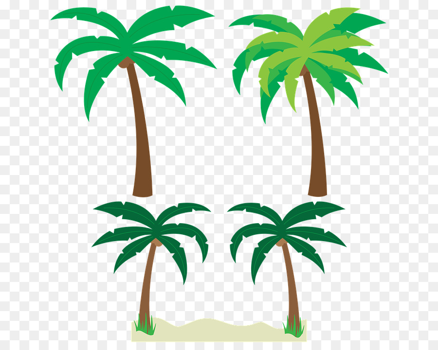 Arecaceae，árbol PNG