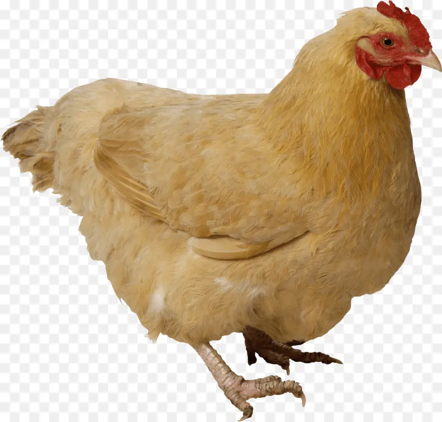 Pollo，El Pollo Frito PNG